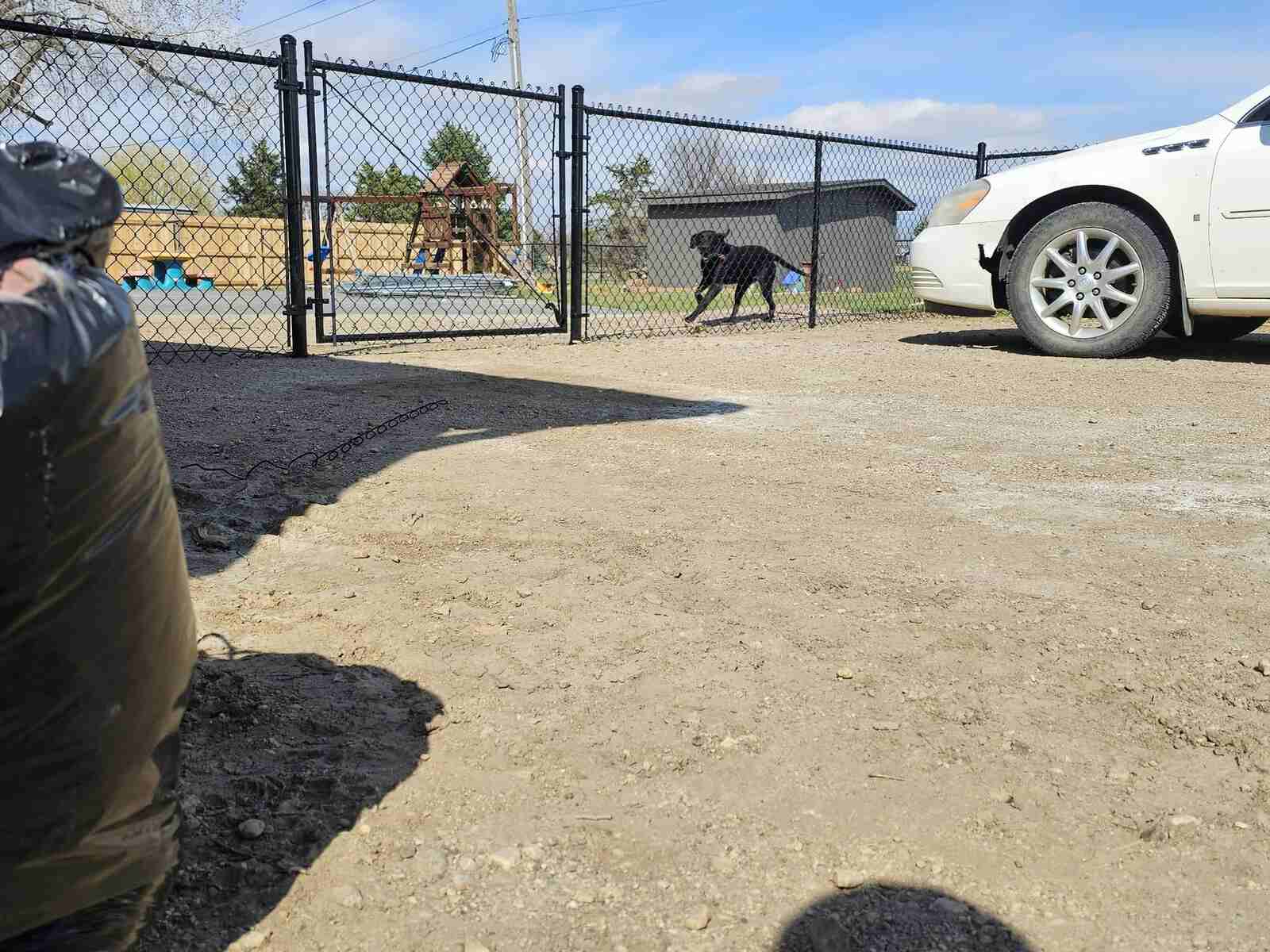 Black chain link gate with the family dog in the background